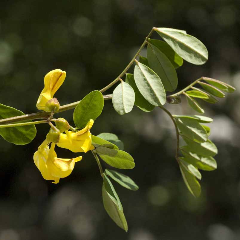 Baguenaudier&nbsp;© Jan Van Der Straaten