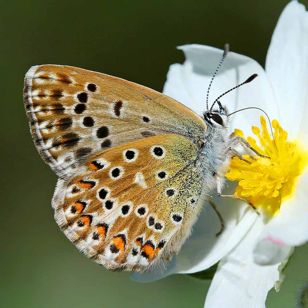 Bleu nacré espagnol © Aurélien Audevard