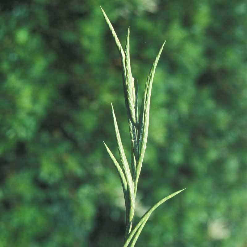 Brachypode de Phénicie © Inigo Sanchez