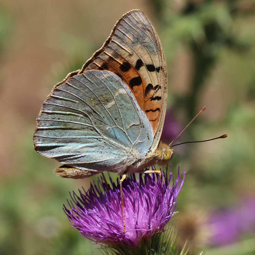 Cardinal © Marion Fouchard