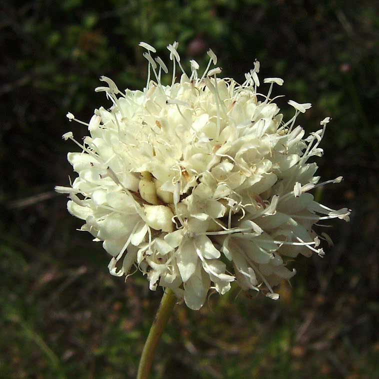 Céphalaire à fleurs blanches © Ictor M. Vicente Selvas