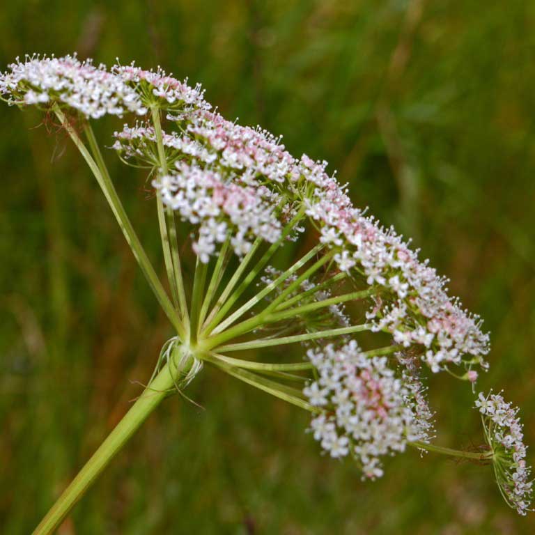 Cervaire de Rivinus © Hectonichus