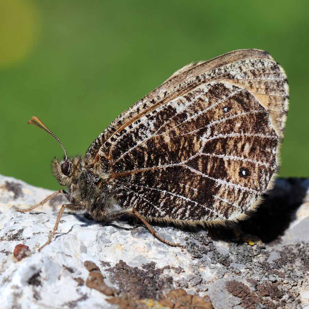 Chamoisé des glaciers © Marion Fouchard