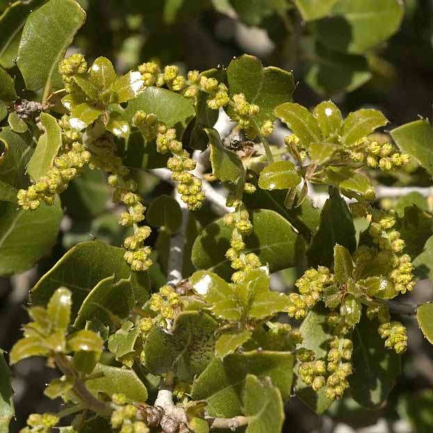 Chêne kermès © Jan Van Der Straaten