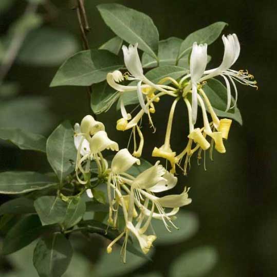 Chèvrefeuille © Jan Van Der Straaten