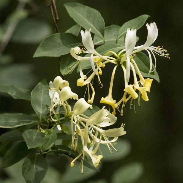Chèvrefeuille des bois © Jan Van Der Straaten