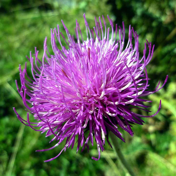 Cirse tubéreux © Isidre blanc