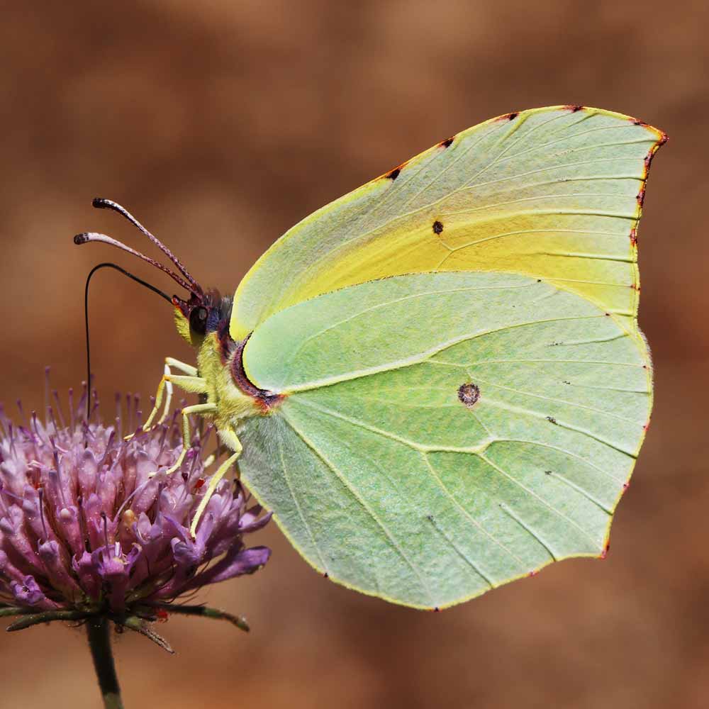 Citron de Provence © Marion Fouchard