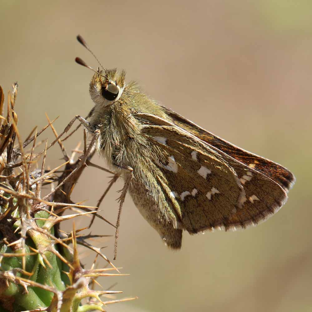 Comma © Marion Fouchard
