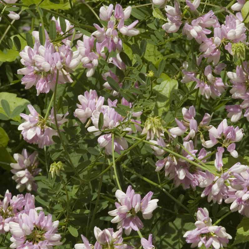 Coronille variée © Jan Van Der Straaten