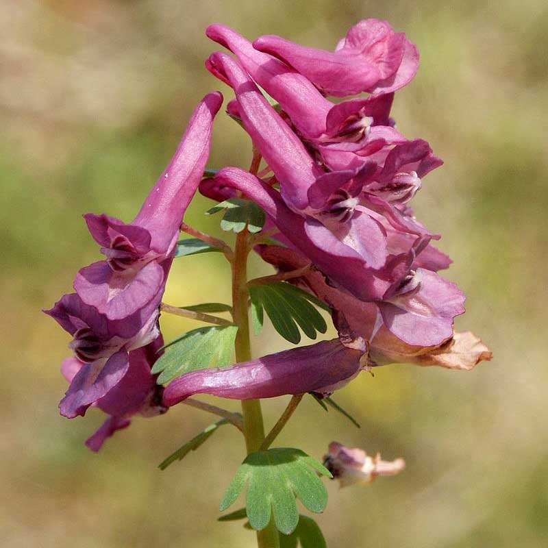 Corydalis solida © Bernd Haynold
