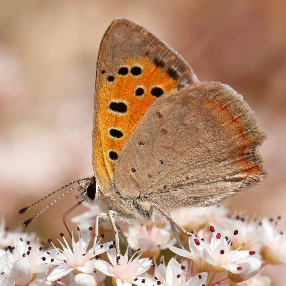 Cuivré commun © Marion Fouchard