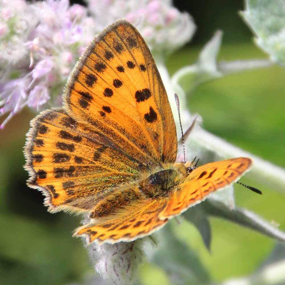 Cuivré de la verge d’or © Marion Fouchard