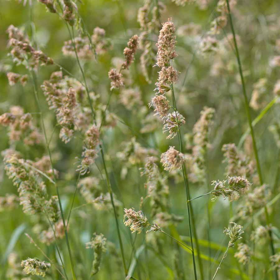 Dactyle aggloméré © Rudmer Zwerver