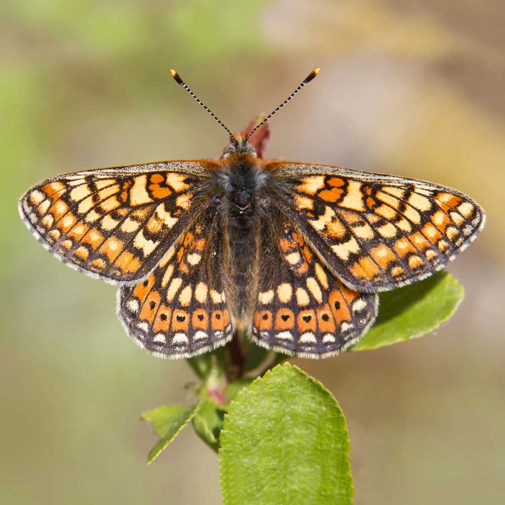 Damier de la succise © André Simon