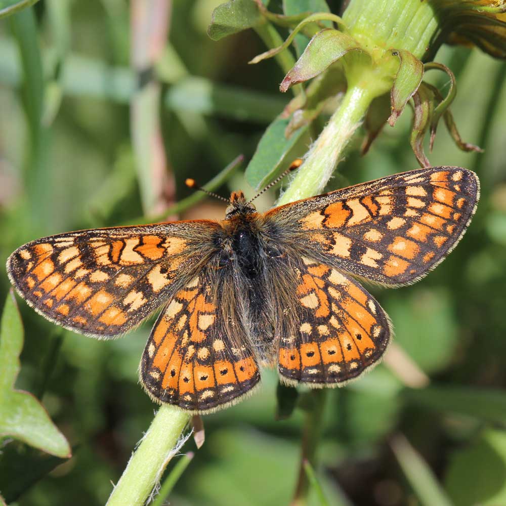 Damier du chèvrefeuille © Marion Fouchard