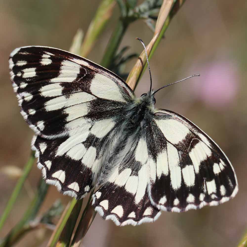 Demi-deuil © Marion Fouchard