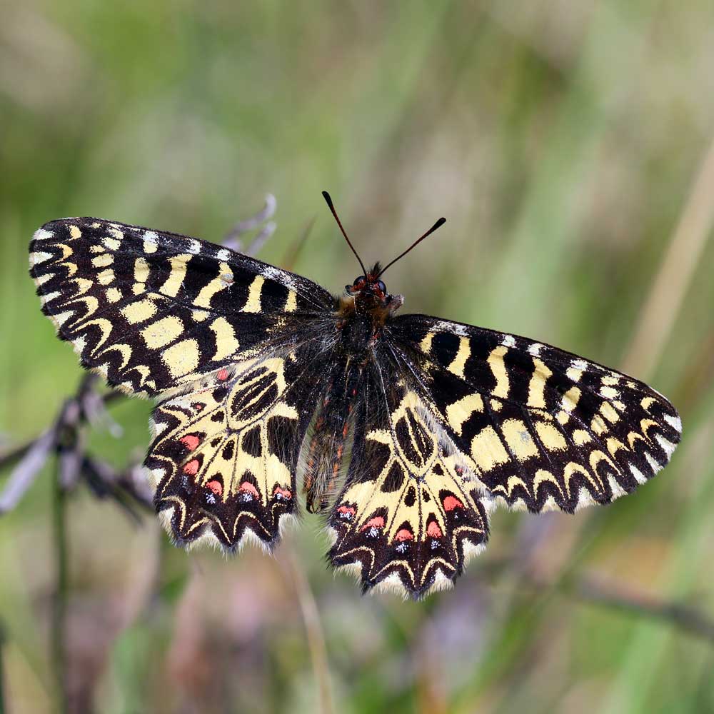 Diane © Marion Fouchard