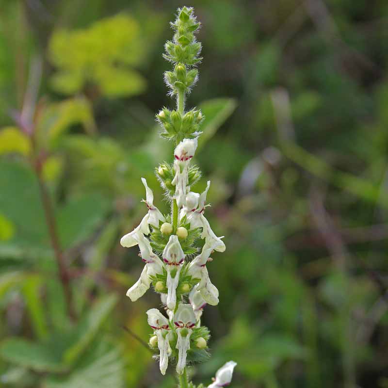 Epiaire droite © Jeroen Willemsen