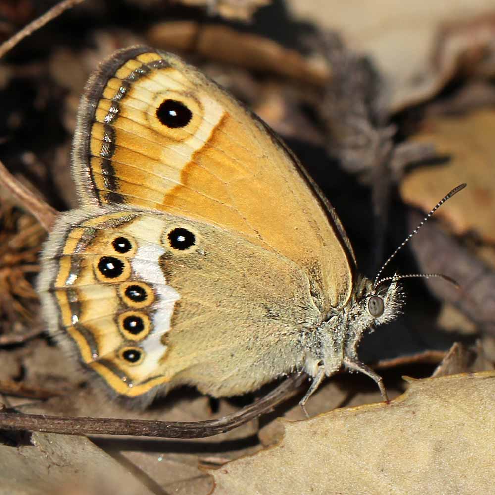 Fadet des garrigues © Marion Fouchard