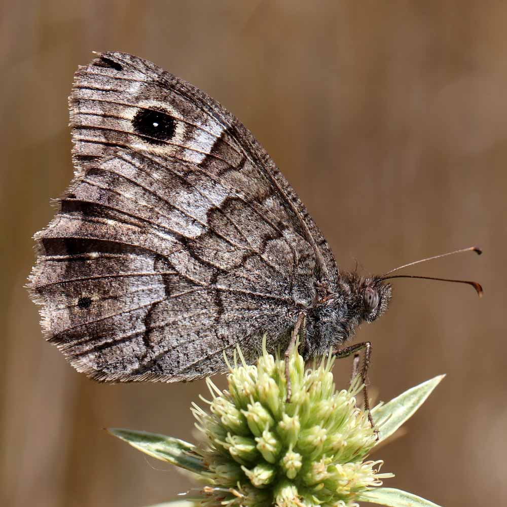 Faune © Marion Fouchard