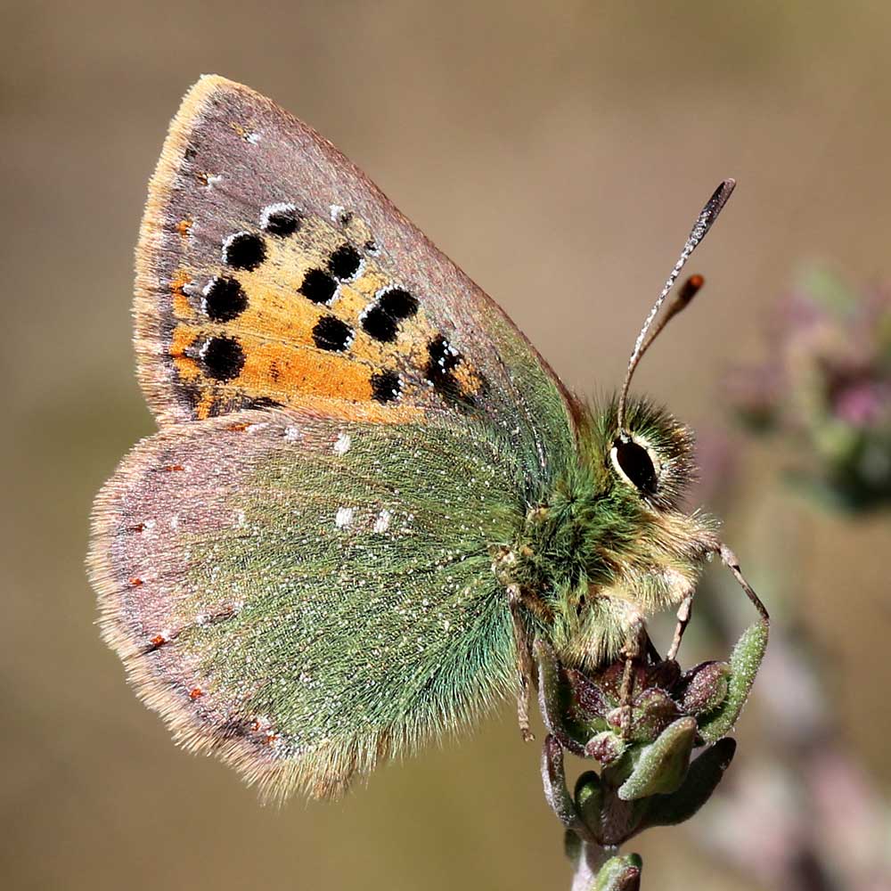 Faux-cuivré smaragdin © Marion Fouchard