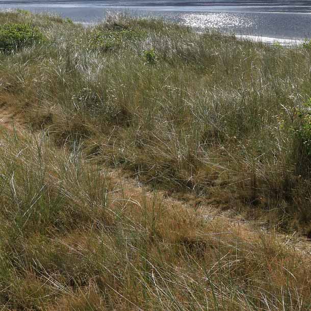 Fétuque ovine © Hans Boll