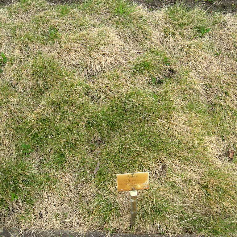 Fétuque vivipare © DR