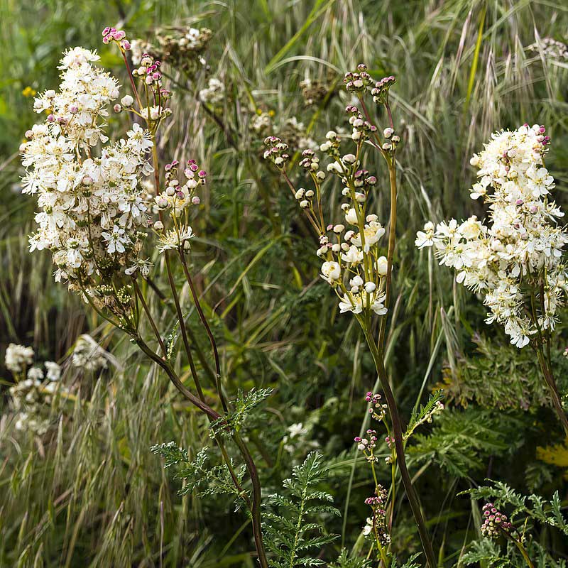 Filipendule © Didier Descouens