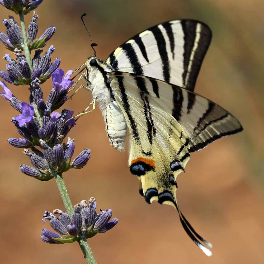 Flambé © Marion Fouchard