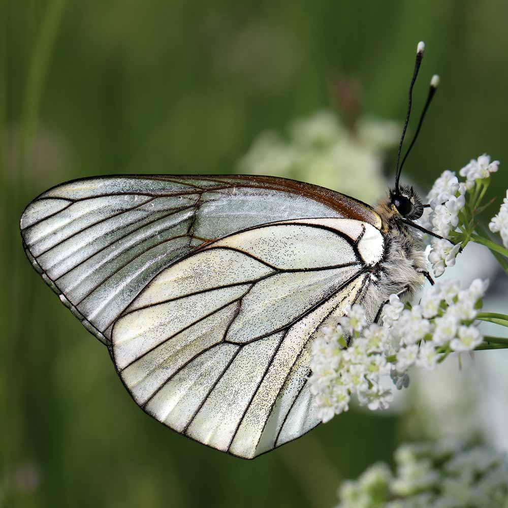Gazé © Marion Fouchard