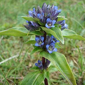 Gentiane croisette © Jacco Van Beelen