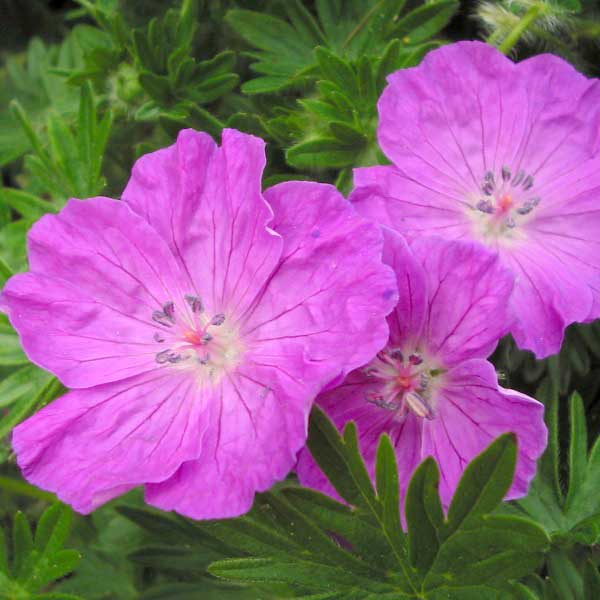 Géranium sanguin © Bouda