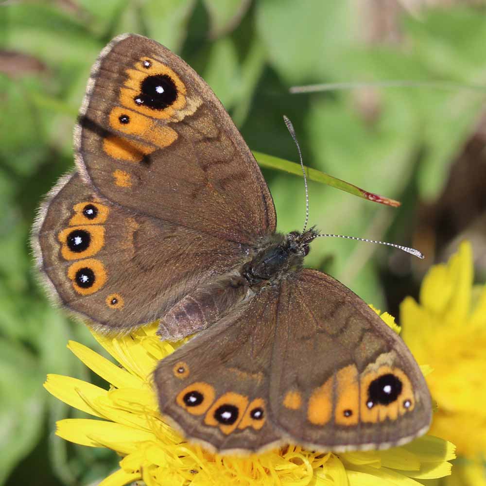 Gorgone © Marion Fouchard