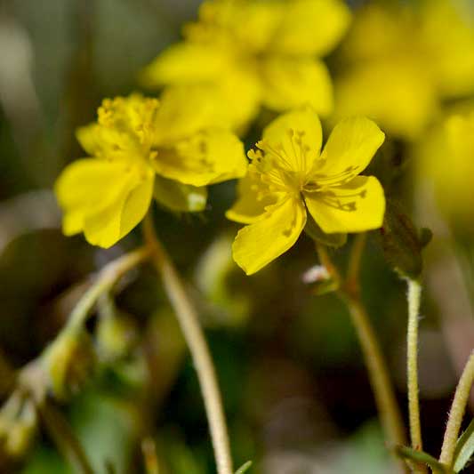 Hélianthème d'Italie variété alpine © Flavien Saboureau