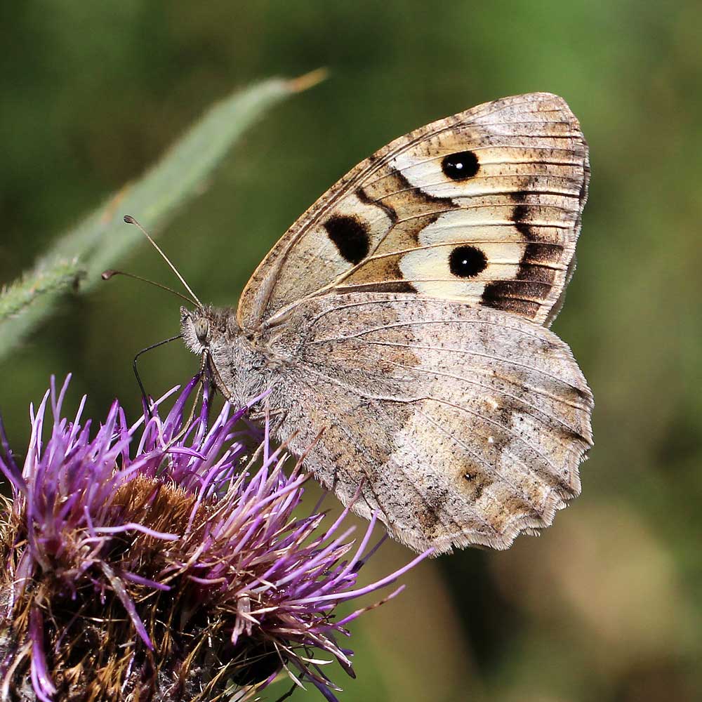 Hermite © Marion Fouchard