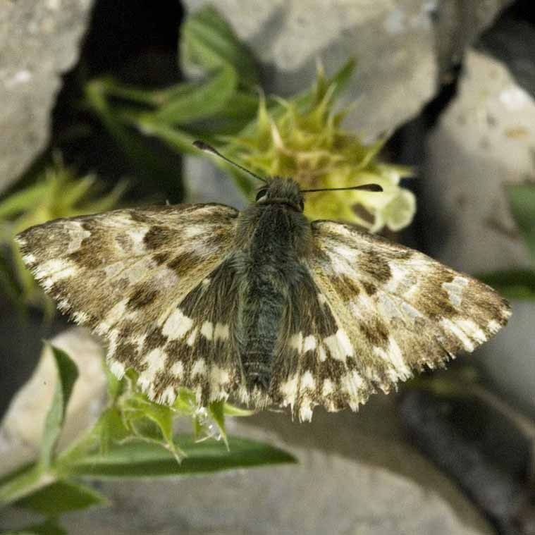 Hespérie de l'épiaire © Jan Van Der Straaten