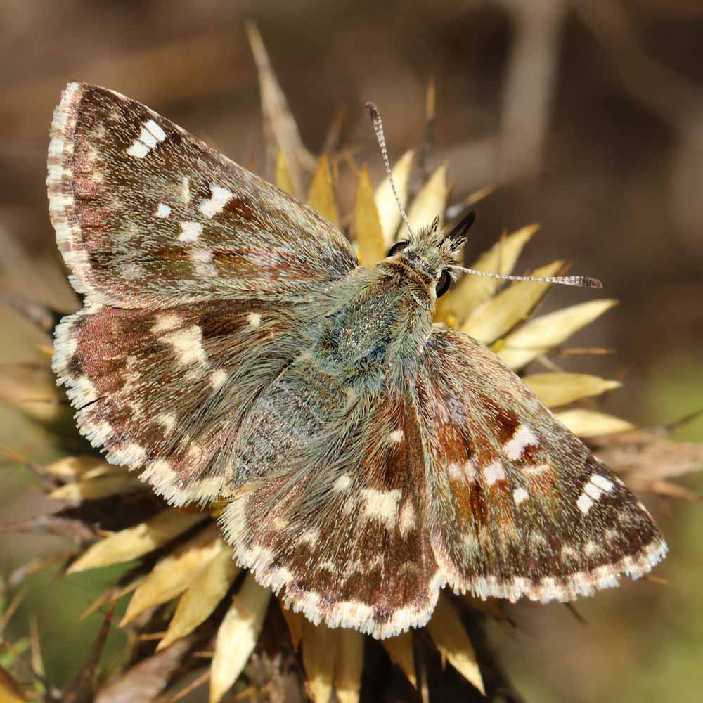 Hespérie de l'herbe au vent © Marion Fouchard