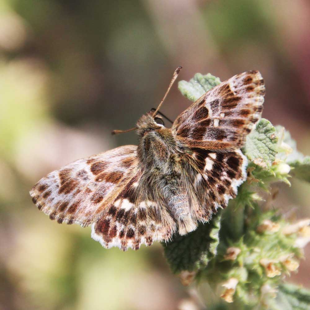 Hespérie de la ballotte © Marion Fouchard