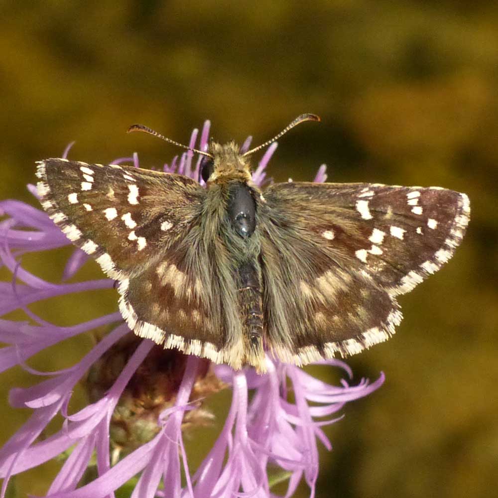 Hespérie des Cirses © Mathieu Pélissé