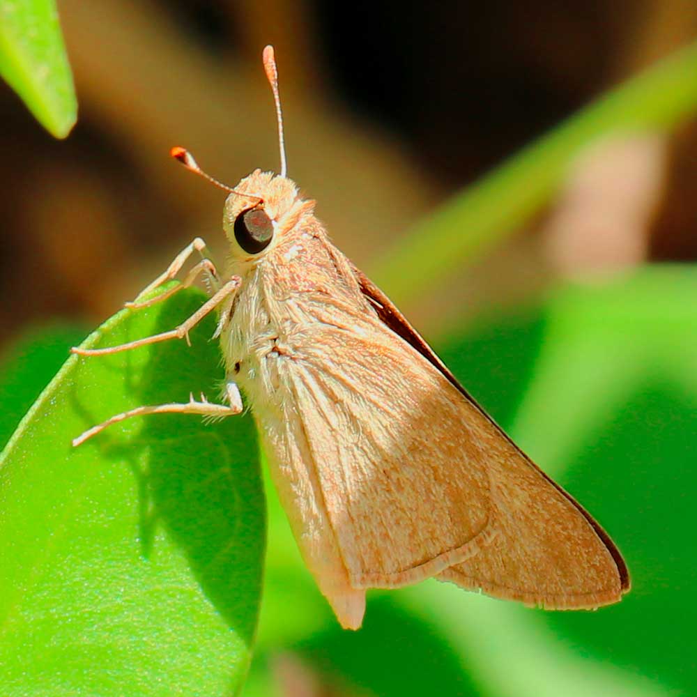 Hespérie du barbon © Marion Fouchard