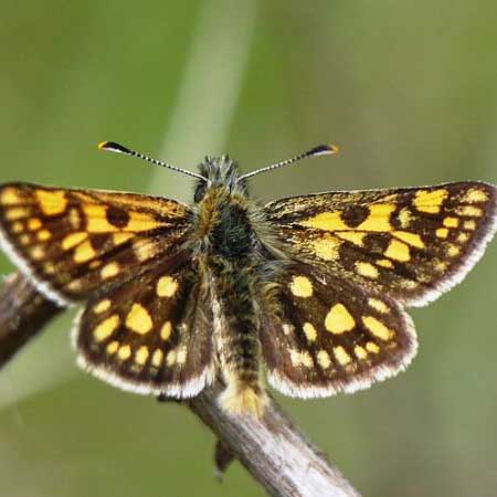 Hespérie du brome © Agnès de Pinho