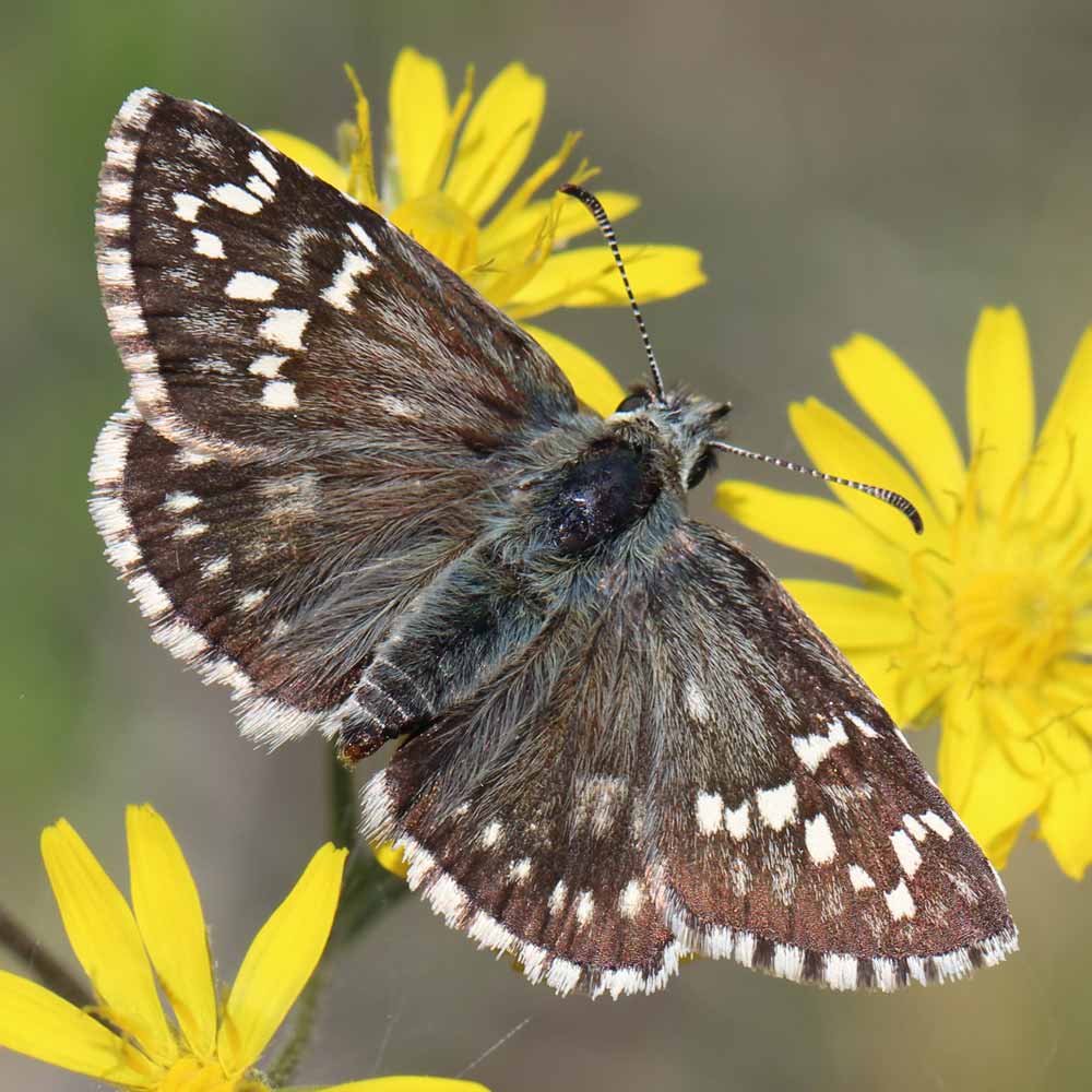Hespérie du Carthame © Marion Fouchard