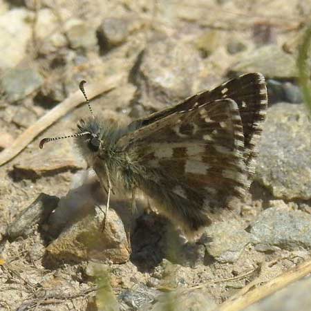 L’Hespérie rhétique © Jean-Pierre Lamoline