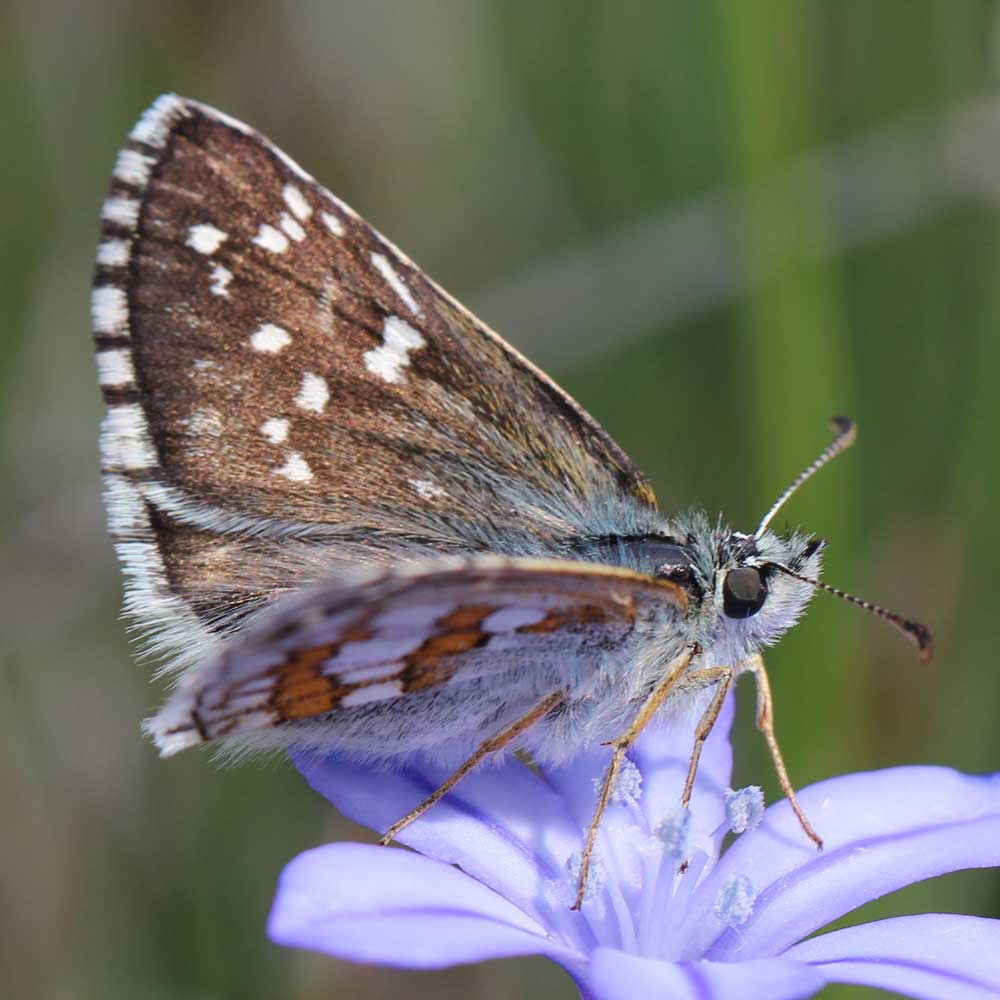 Hespérie Sida © Marion Fouchard