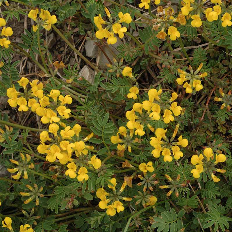 Hippocrépis à toupet © Jan Van Der Straaten
