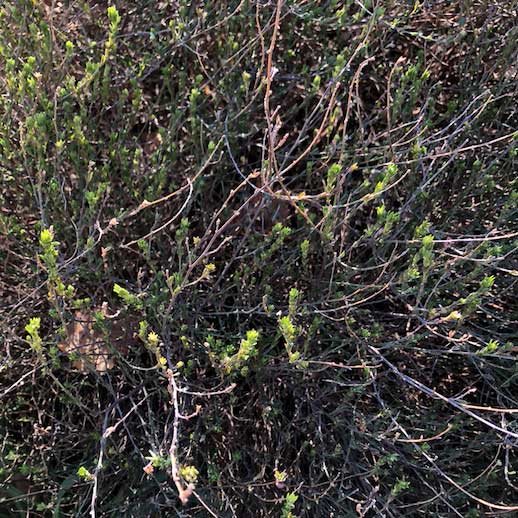 La Badasse © Solenn Bernard