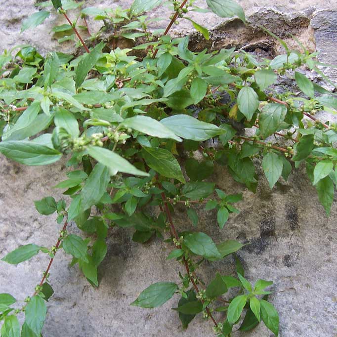 La Pariétaire de Judée © Pixeltoo