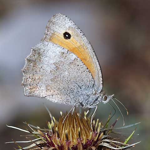 Louvet © Charlie Jackson