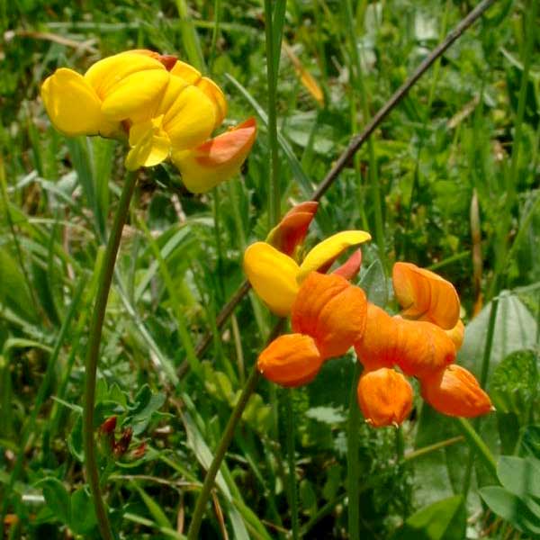 Lotier corniculé © J.F. Gaffard Jeffdelonge